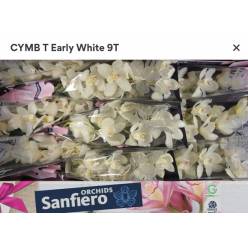 Cymbidium Early White 60cm Bl