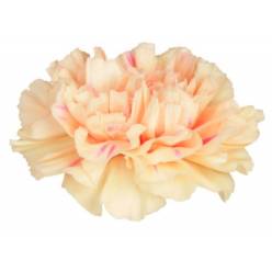 Clavel Hol. 60cm Apple Tea Cr