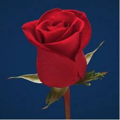 Rosa Ecu. Freedom 60cm "R.Prima"