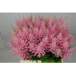 Astilbe Erika 65cm x10
