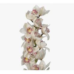 Cymbidium x6 Time Out Blanca