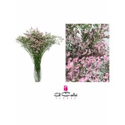 Limonium Nac. Chino Rosa 70cm Paq.