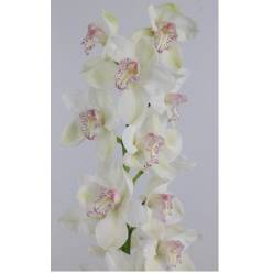Cymbidium Mrs Sugar Lee  80cm Blanca