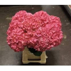 Hortensia Hol. Glow Alps 60cm �18/20 Rosa
