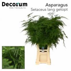 Esparraguera Hol. Setaceus 85cm  "x50 tallos"