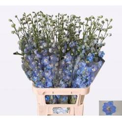Delphinium Hol. Century Skyblue 90cm "T10"