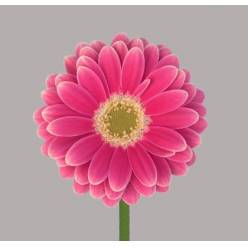 Gerbera Mini Hol. Twiggy Fr. "T20"