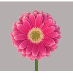 Gerbera Mini Hol. Twiggy x20 Fr