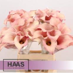 Calla Captain Rosette 55cm