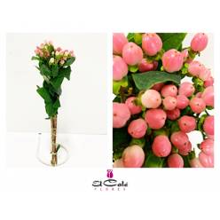 Hypericum Hol. Coco Casino 50cm x10 Rs