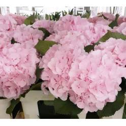 Hortensia Hol. Verena 80cm x5 Rs 20cm