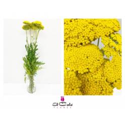 Achilea Hol. Amarilla 50cm