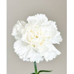 Clavel Col. Standar Blanco