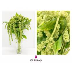 Amaranthus Hol. Cycloop 60cm Vd.