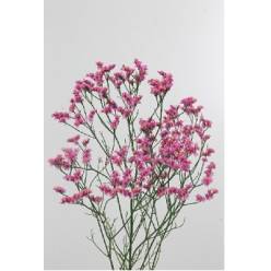 Limonium Hol. Princess Diamond 65cm 30gr "T25" Rs