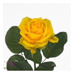 Rosa Hol. Penny Lane 50cm