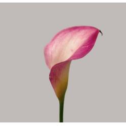 Calla Call Mario 55cm