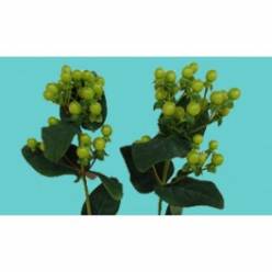 Hypericum Ecu. Lucky Romance 50cm "T25" Vd