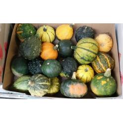 Calabazas Mini "CC25"