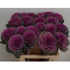 Brassica Hol. Red Crane 60cm