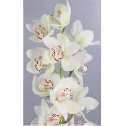 Cymbidium x6 Ice Bear 80cm Bl.