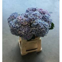 Hortensia Lollypop Blue 60cm �16/18 Az.