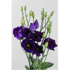 Lisiantus Hol. Piccolo Violet 70cm 55gr "T10"