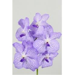 Vanda Angelite x16