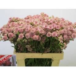 Astrantia Rosita 50cm x10 Rs