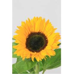 Girasol Hol. Sunrich 80cm