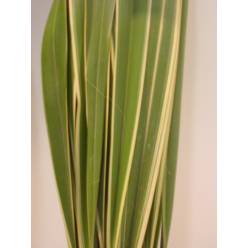 Phornio Nac. 120cm "T50" (Puntas Quemadas)