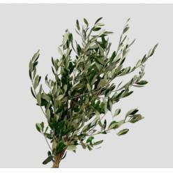 Olivo 80cm 800gr