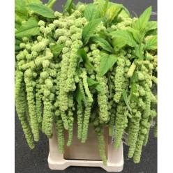 Amaranthus Hol. Cycloop 75cm Vd