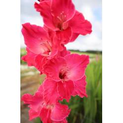 Gladiolo Hol. Fairyta 130cm (60cm espiga)