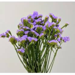 Statice Nac. Malva 70cm