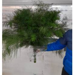 Treefern 90cm "T25"