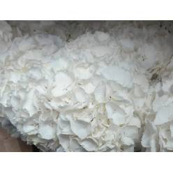 Hortensia Hol. Schneeball 80cm 18/20 Blanca