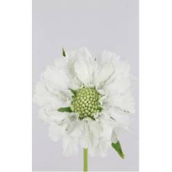 Scabiosa Annabelle 65cm Bl.
