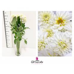 Dalia Hol. Snow Cap 55cm Bl "CC50"