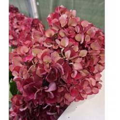 Hortensia Hol. Rubyred Classic 60cm �16/20