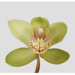 Cymbidium Bonny 60cm Vd