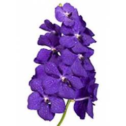 Vanda Tayanee Blue x16