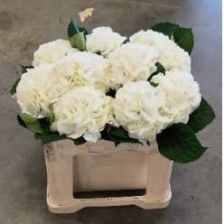 Hortensia Hol. Schneeball 50cm �16/18 Blanca
