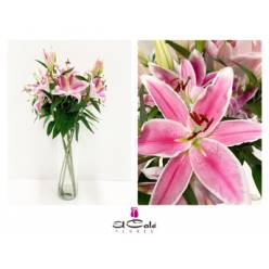 Oriental Hol. Rs. Marlon 80cm 2/3 fl.