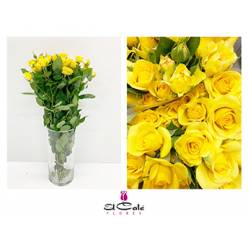 Ramificada Yellow Babe 50cm Am