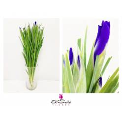 Iris Blue Magic 60cm 30gr