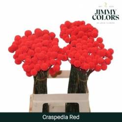 Craspedia Pintada Roja 70cm "x50 Tallos"