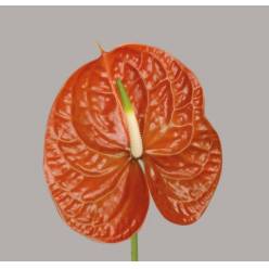 Anthurium Hol. Terrasol �11  "CC16"