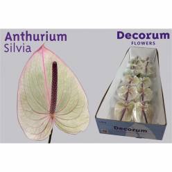 Anthurium Hol. Silvia 11  "CC16"