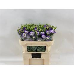 Lisiantus Hol. Rosi Blue Picotte 70cm 55gr "T10"